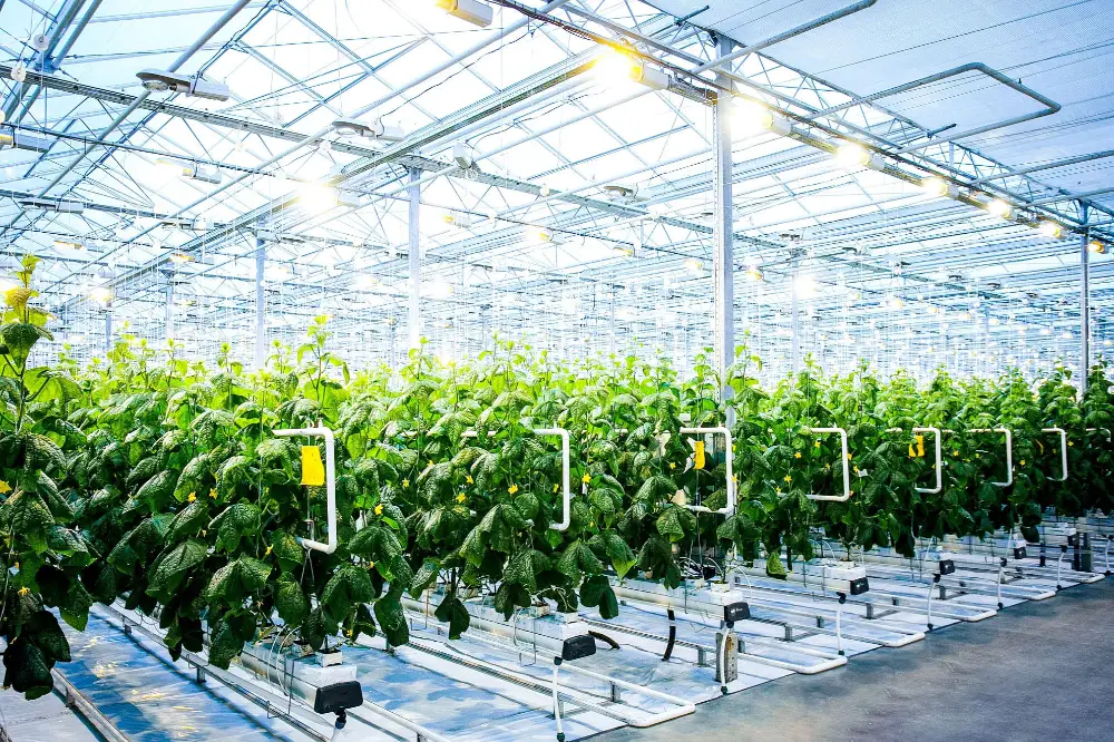 The Reliable and Stable Choice for Modern Agricultural Irrigation Systems 8 Modern greenhouse hydroponic vegetable cultivation setup and automated irrigation fluid control systems, demonstrating PVC valves and fittings applications in smart agriculture
