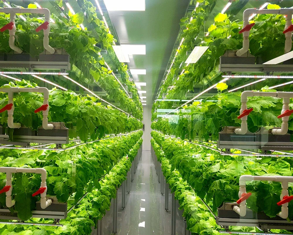 High-density indoor vertical farming facility utilizing precise UPVC pipe fittings and red-handled ball valves for nutrient fluid distribution